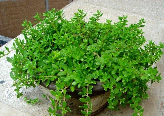 养肝的有一种草叫什么草,山上一种野草能治肝硬化叫什么草