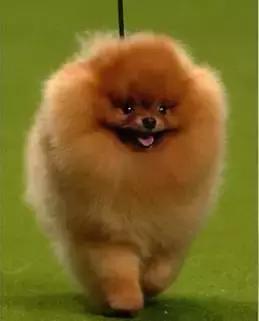 博美犬傲娇,公开课小狐狸请客