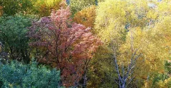 保定周边免费看红叶最佳旅游地点,保定周边一日游看红叶自驾游