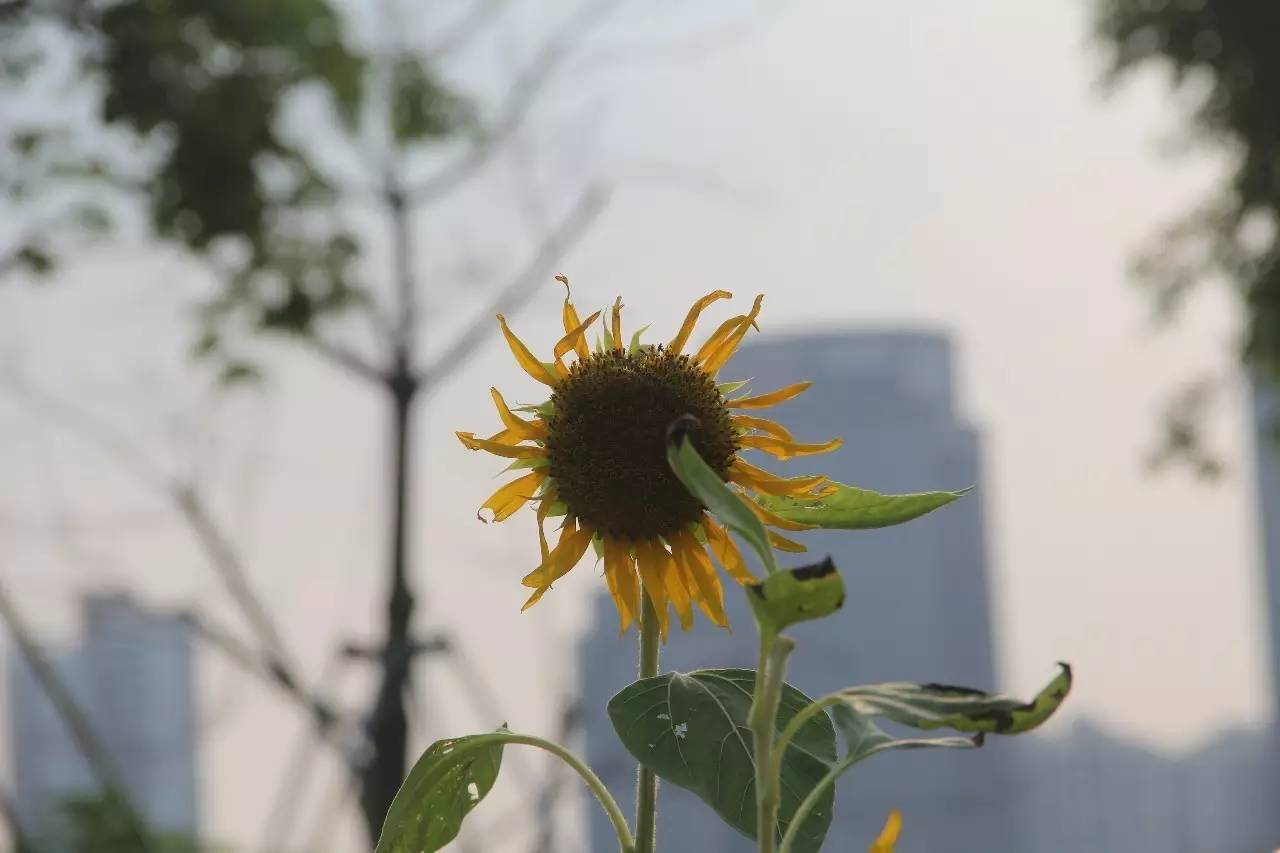 向日葵简短介绍,向日葵简短的知识