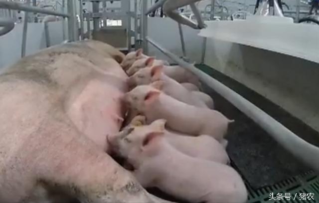 高手建豪华养殖场,怎么样最省钱建猪场