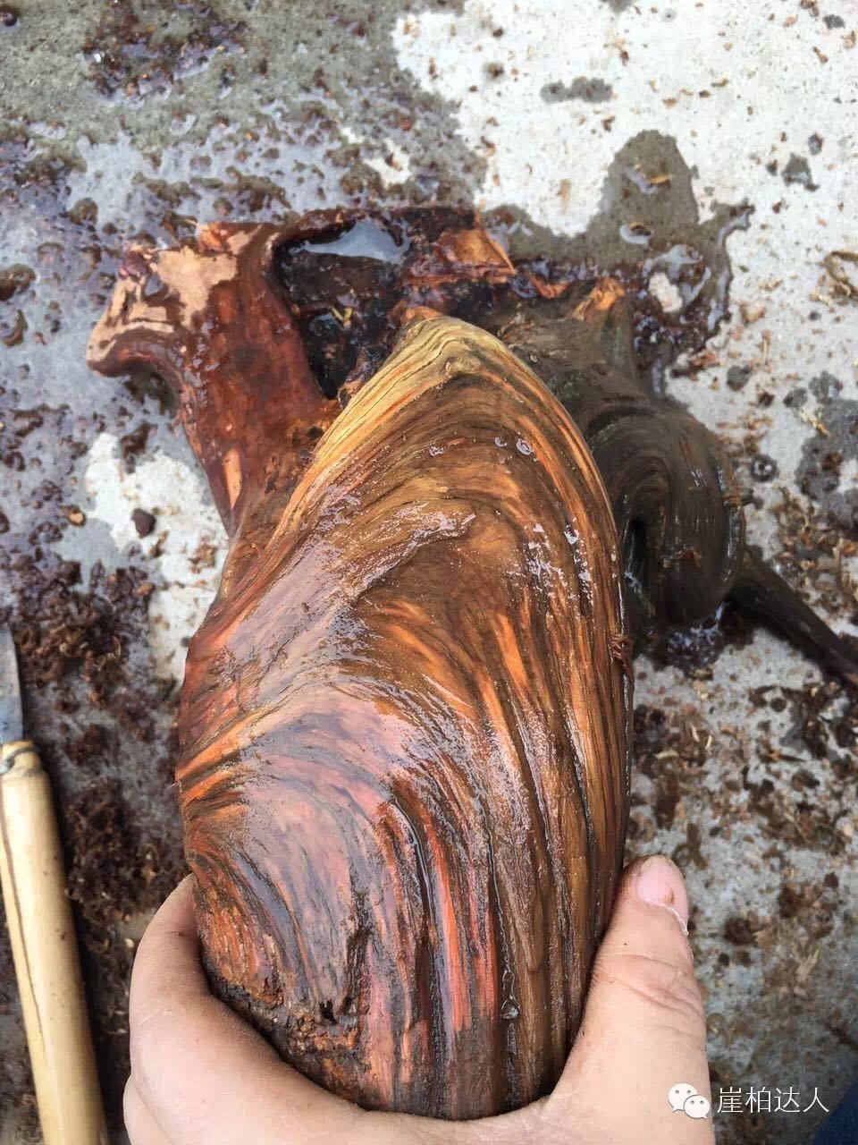 手把手教你打磨崖柏,崖柏玩皮怎么打磨