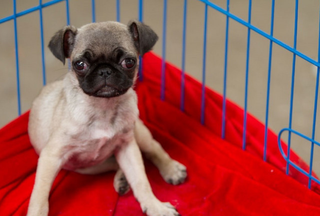 曾经通州的名片梨园狗市即将搬迁,狗狗们将何去何从?