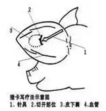 图文详解：猪的全部注射给药方法和注意事项