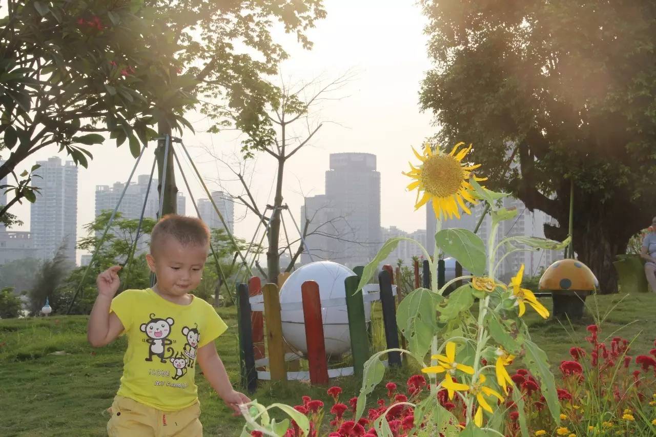 向日葵简短介绍,向日葵简短的知识