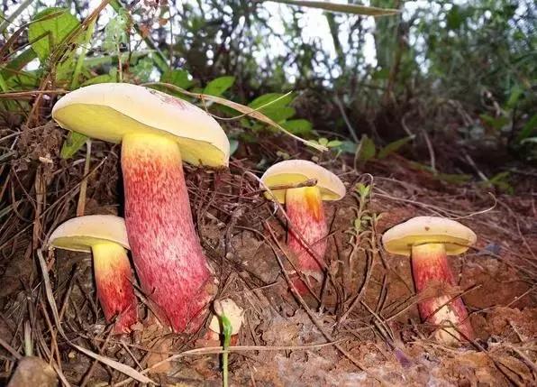 那一场刻骨铭心的毒菌风波