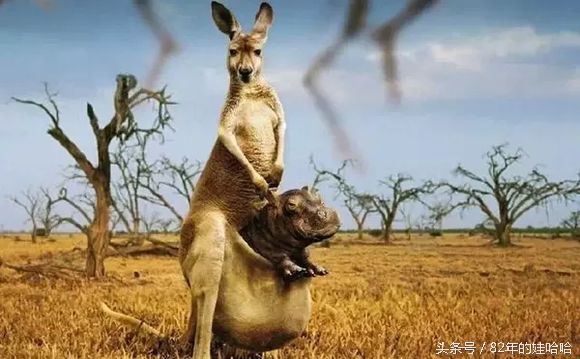 来到了海南岛才知道好不好,来到美国才知道的那些事儿