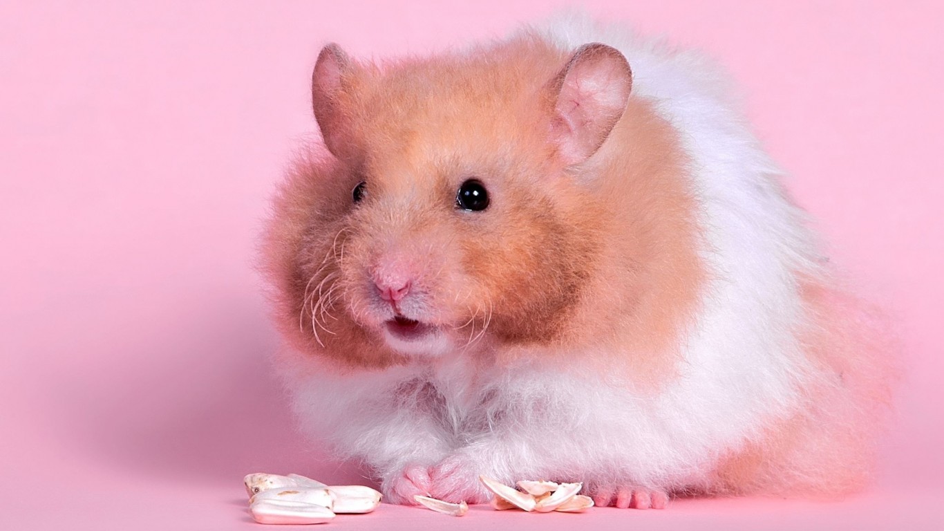 学生党仓鼠推荐,小仓鼠的小秘密