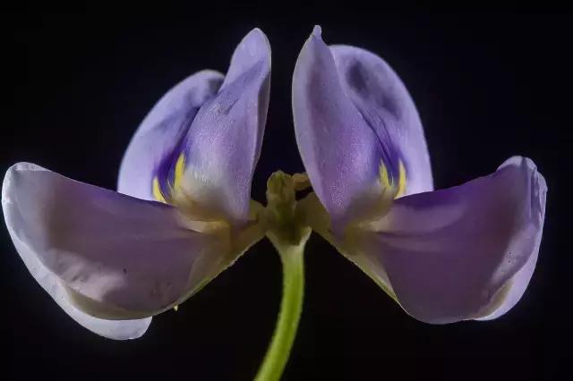 吃过无数遍，见到“豇豆”两个字还是会念错的一定不是我一个！