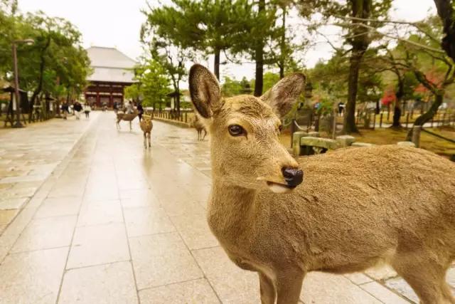 期待已久的日本之行,7天日本之旅圆满结束