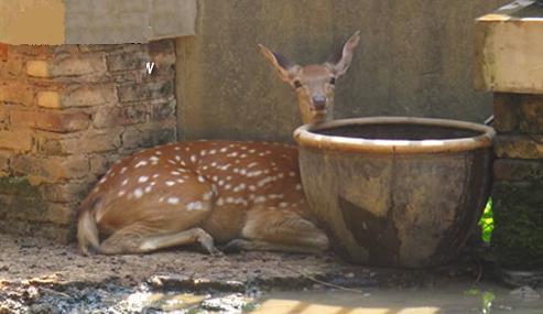 湘潭和平公园动物园星期天开放吗,湘潭市动物园的近况