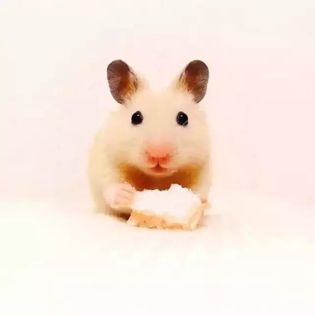 学生党仓鼠推荐,小仓鼠的小秘密