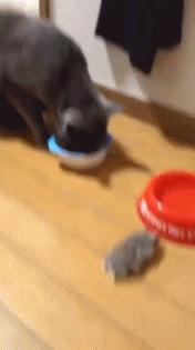 学生党仓鼠推荐,小仓鼠的小秘密