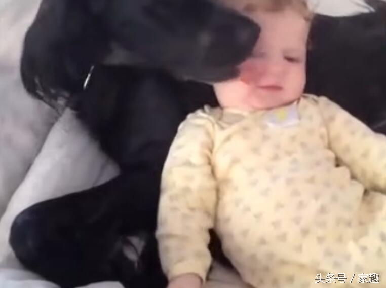 宠物狗舔了宝宝的嘴巴,狗狗舔狗宝宝