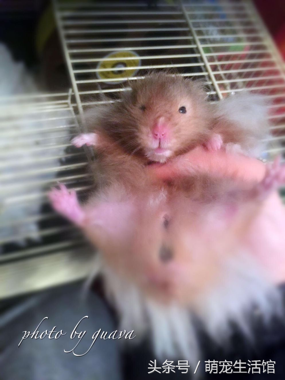 金丝熊日常需要准备的药物,仓鼠金丝熊适用的药品