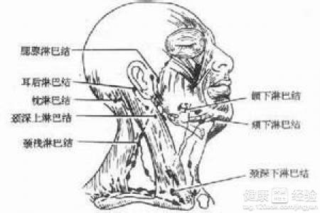 狗狗淋巴癌怎么预防,淋巴癌怎么预防和检查