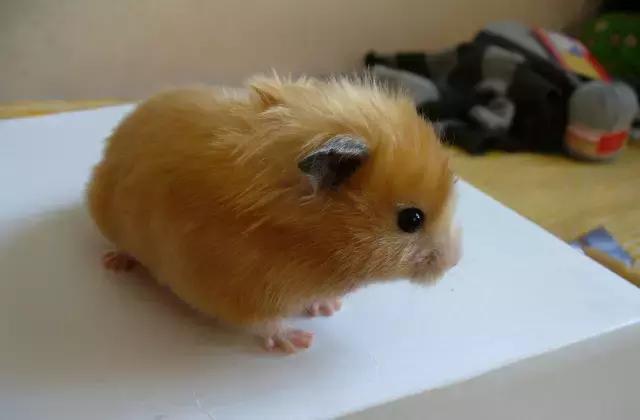 学生党仓鼠推荐,小仓鼠的小秘密