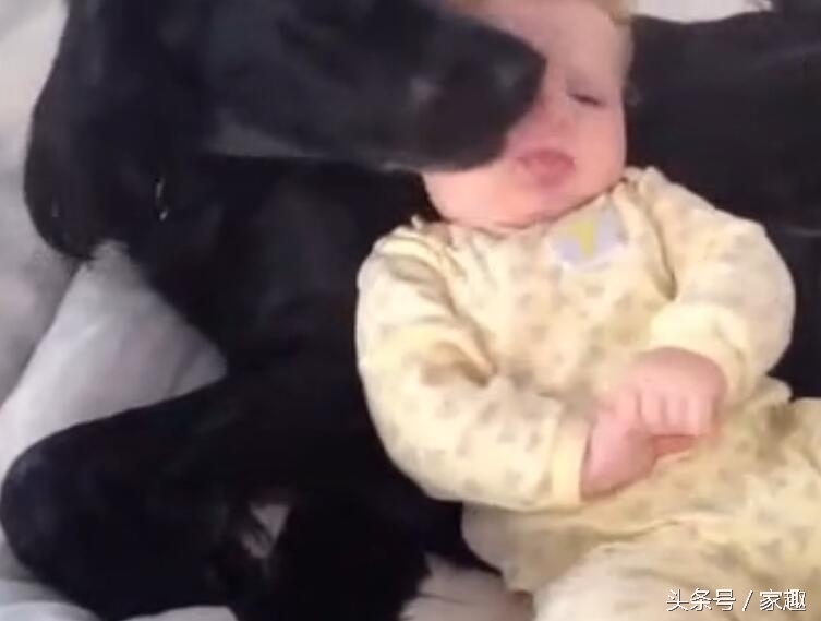 狗狗舔女宝宝嘴巴，宝宝还伸出舌头与狗狗亲吻，家长光拍照不阻止