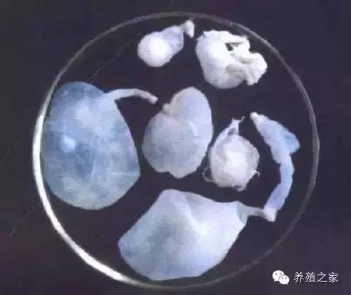 羊各种寄生虫图片及用药,羊有几种寄生虫怎么治