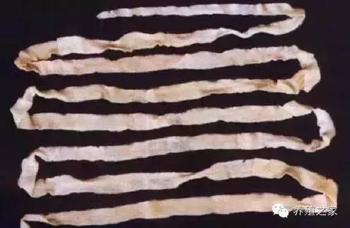 羊各种寄生虫图片及用药,羊有几种寄生虫怎么治