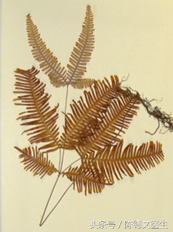 耳洞发炎红肿能摘吗,耳洞附近反复发炎怎么办