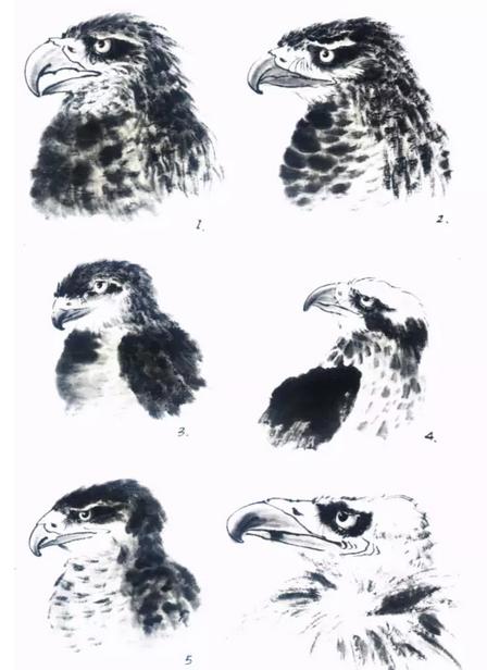 国画之鹰作品大全大图,国画大写意鹰图片大全