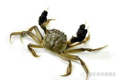 “秋风起，蟹飘香”~河蟹海蟹傻傻分不清？