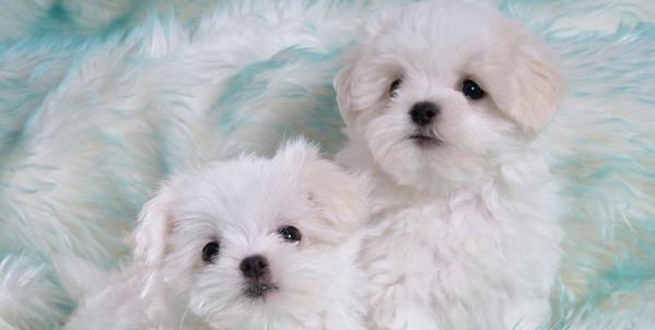 训练比熊狗狗教程,黑比熊犬训练方法