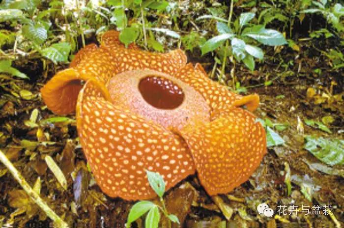 地球上那些奇异的花儿，特别的花送给特别的你