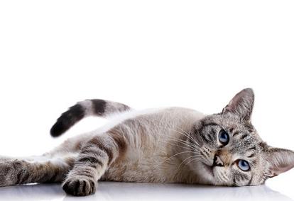 帅气宠物猫名字大全,公宠物猫名字大全