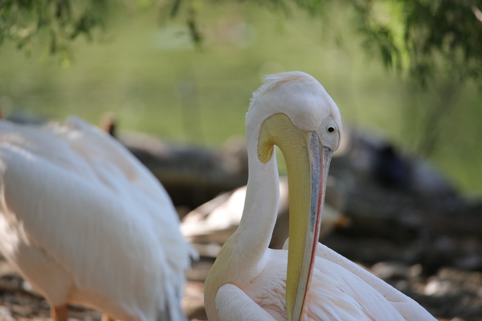 腾龙150-600g2镜头防抖模式详解,腾龙150-600镜头固件升级