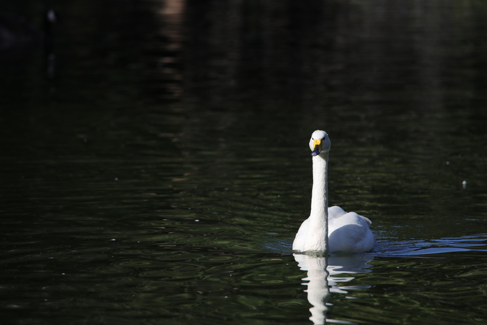 腾龙150-600g2镜头防抖模式详解,腾龙150-600镜头固件升级