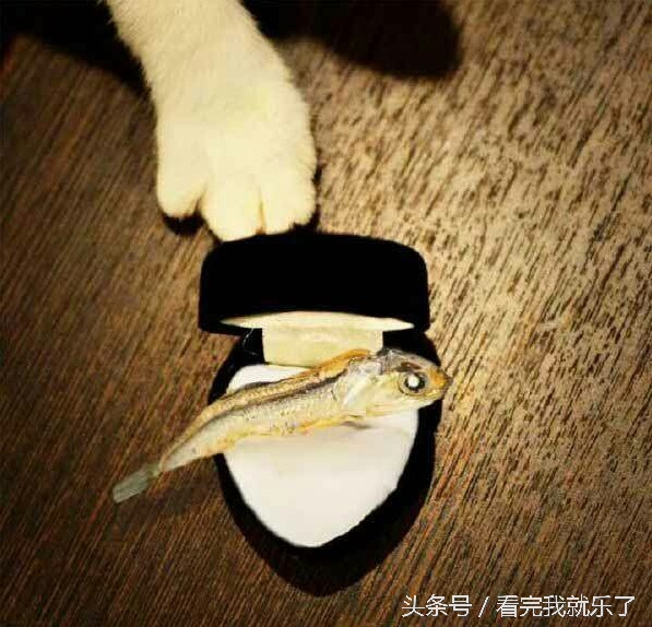 主人害怕虫子,主人怕蜘蛛叫猫咪