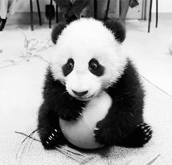 盘点萌死人不偿命的生物动图，看完也觉得自己萌萌哒