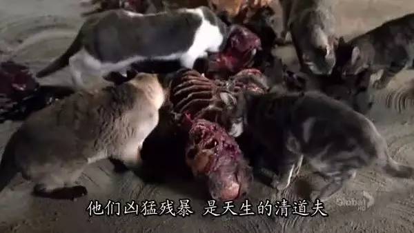 猫咪会吃主人尸体吗,猫咪会吃掉人类幼崽吗