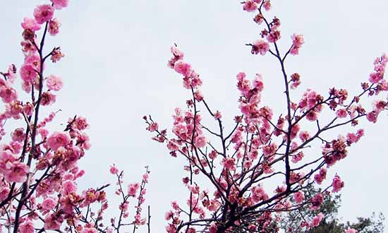 增旺桃花运风水,风水学如何增加桃花运