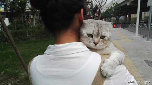 宠物狗布病怎么治疗,宠物常见疾病治疗及症状每日分享