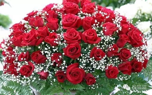 11朵玫瑰代表什么寓意,11朵玫瑰花语的含义