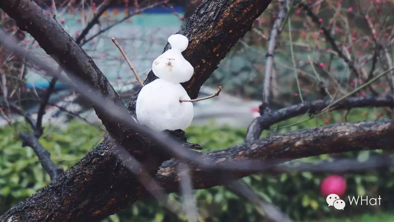 武汉只下一天雪吗,武汉下的是雪吗