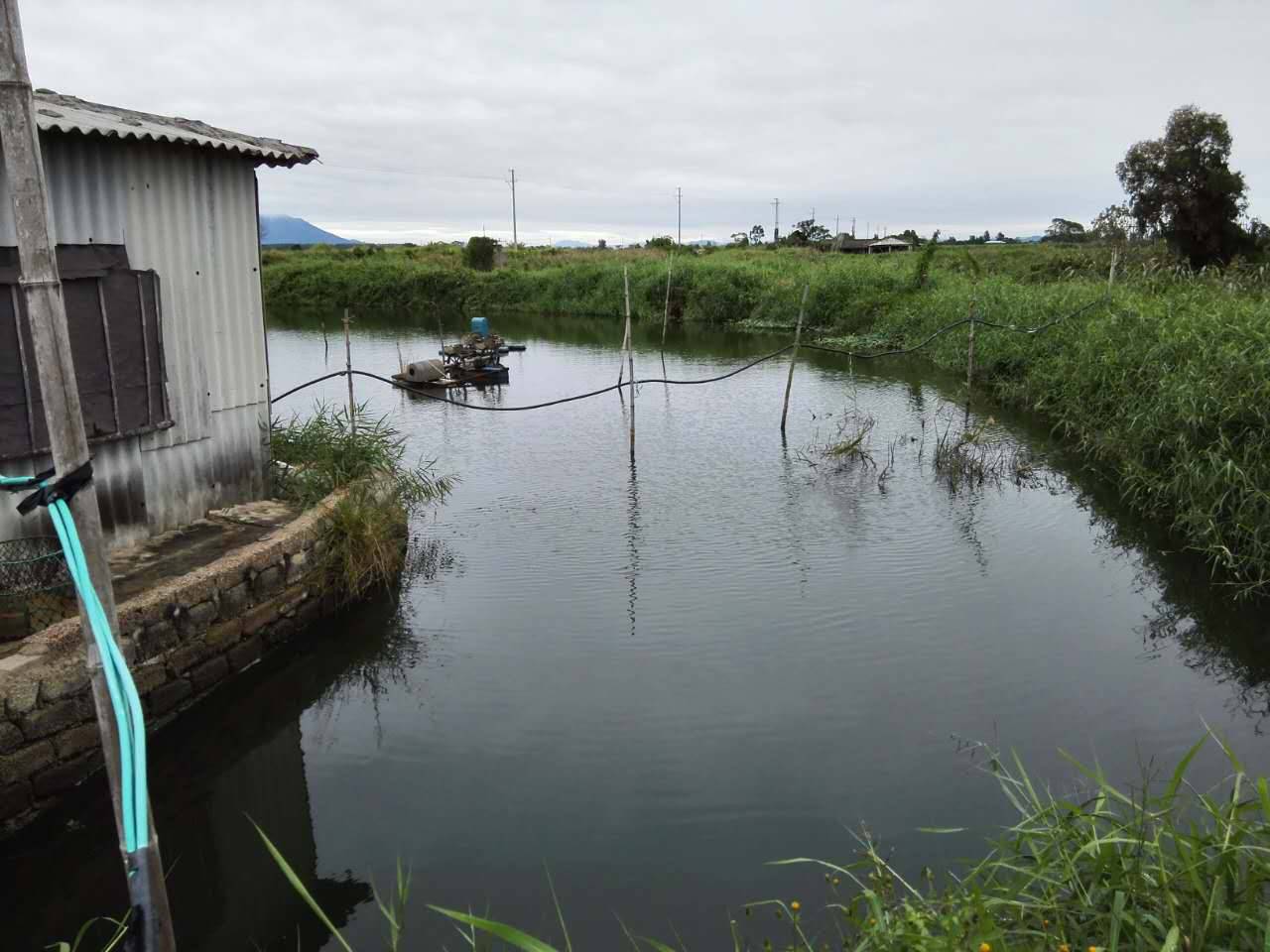 新思路新探索新模式,新模式水产养殖鱼苗