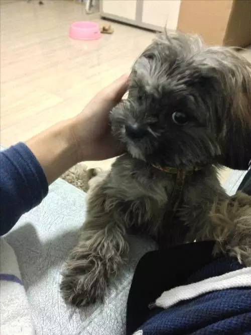 狗狗对着门外大叫是怎么了,狗为什么老是敲自己家的门