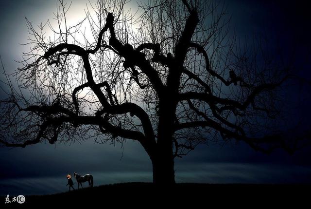 东方僵尸vs西方吸血鬼的小说,吸血鬼和僵尸谁更厉害小说