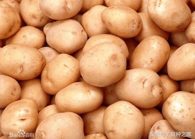 餐桌上常见的本土作物是什么,10种常见的粮食作物