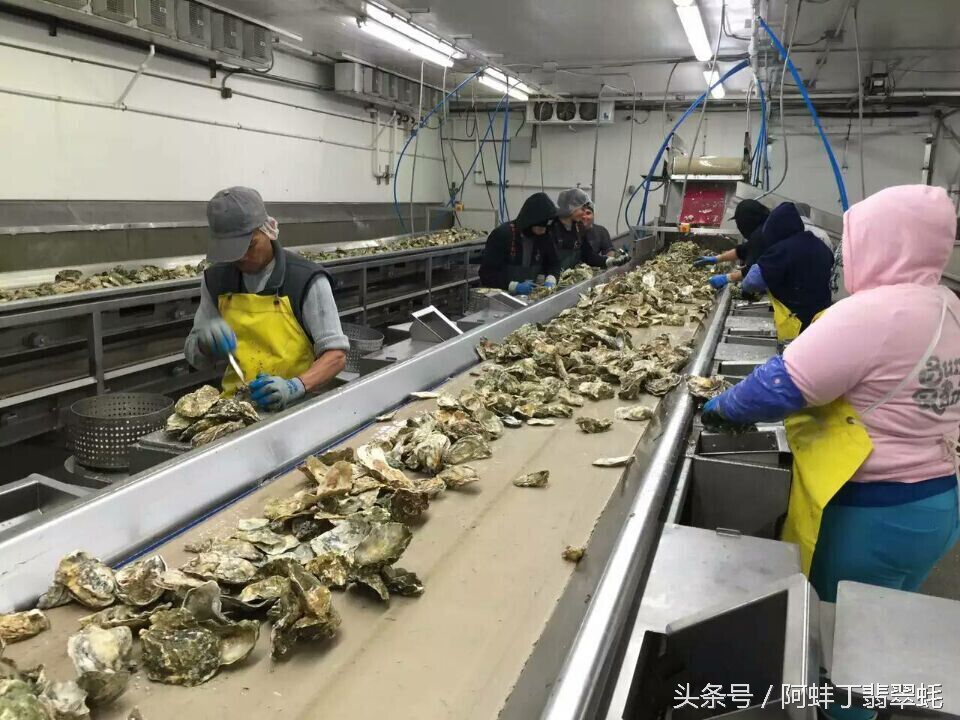 阿蚌丁牡蛎片怎么样,阿蚌丁