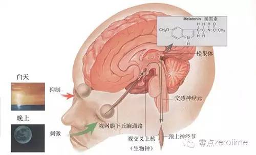 失眠和吃褪黑素哪个危害大,褪黑素药对睡眠有帮助吗