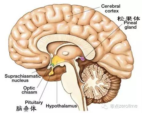 失眠和吃褪黑素哪个危害大,褪黑素药对睡眠有帮助吗