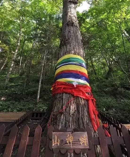 仙女山国家森林公园最美景色,仙峰国家森林公园千年红豆杉景区