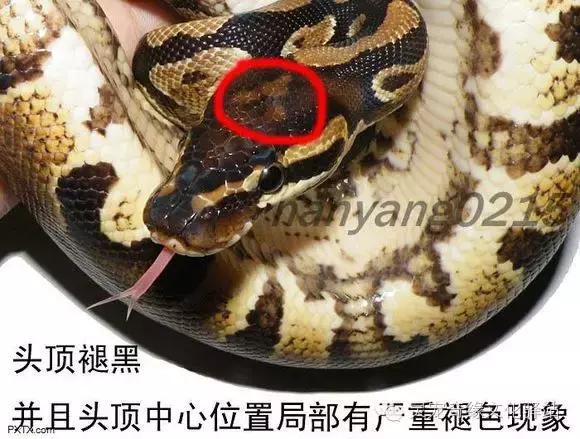 球蟒基因图鉴入门,球蟒基因品系大全