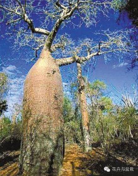 地球上那些奇异的花儿，特别的花送给特别的你