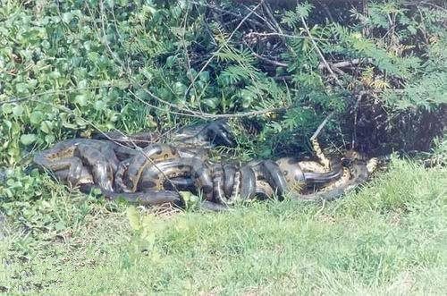 世界上真正的最大的蛇有多大,世界体型最大的蛇前十名排名